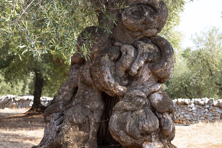 lapouilleuse_olivier12 2.jpeg