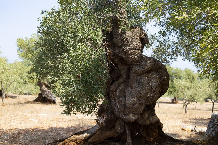 lapouilleuse_olivier13 2.jpeg