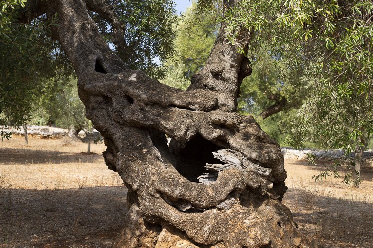 lapouilleuse_olivier18 2.jpeg