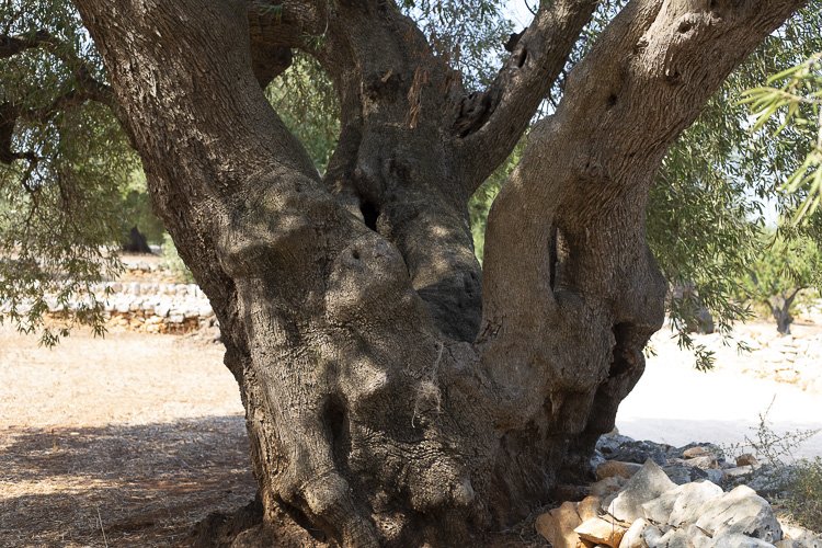 lapouilleuse_olivier19 2.jpeg