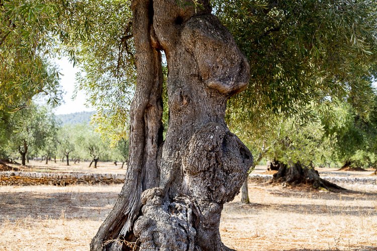 lapouilleuse_olivier5 2.jpeg